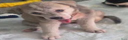 Mixed Breed dogs for sale: Husky cross staffy puppies  - Advert 24