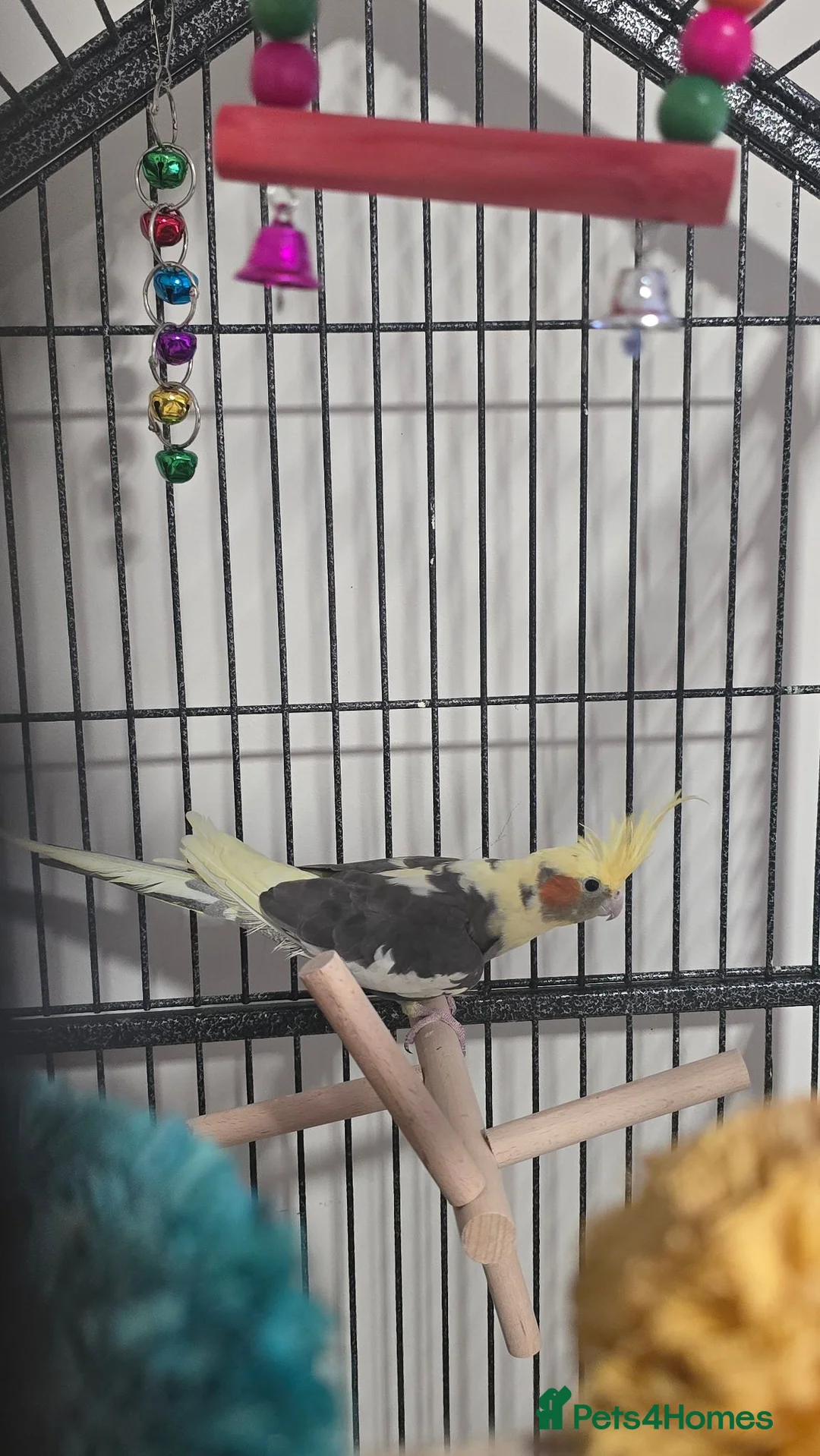 Cockatiels birds for sale: Cockatiel - Advert 2