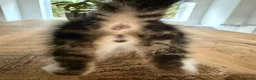 Mixed Breed cats for sale: 3 lovely kittens litter trained and on dry food - Advert 4