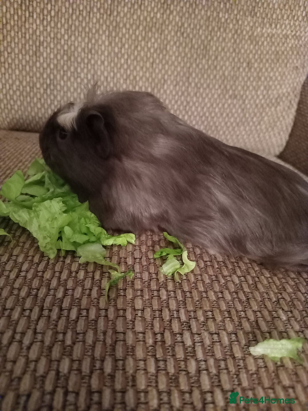 Guinea Pig rodents for sale: 4 girls ready 27th jan - Advert 6