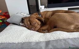 Dogue De Bordeaux dogs for sale: Bourdeau for sale  - Image 2