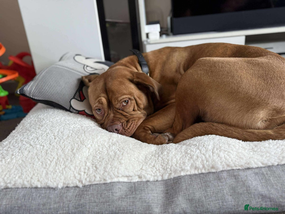 Dogue De Bordeaux dogs for sale: Bourdeau for sale  - Image 2