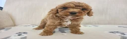 Cavapoo dogs for sale: Beautiful Red Cavapoo Puppies F1bb - Advert 20