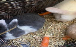 Mini Lop rabbits for sale: Baby rabbits (x4) - Advert 2