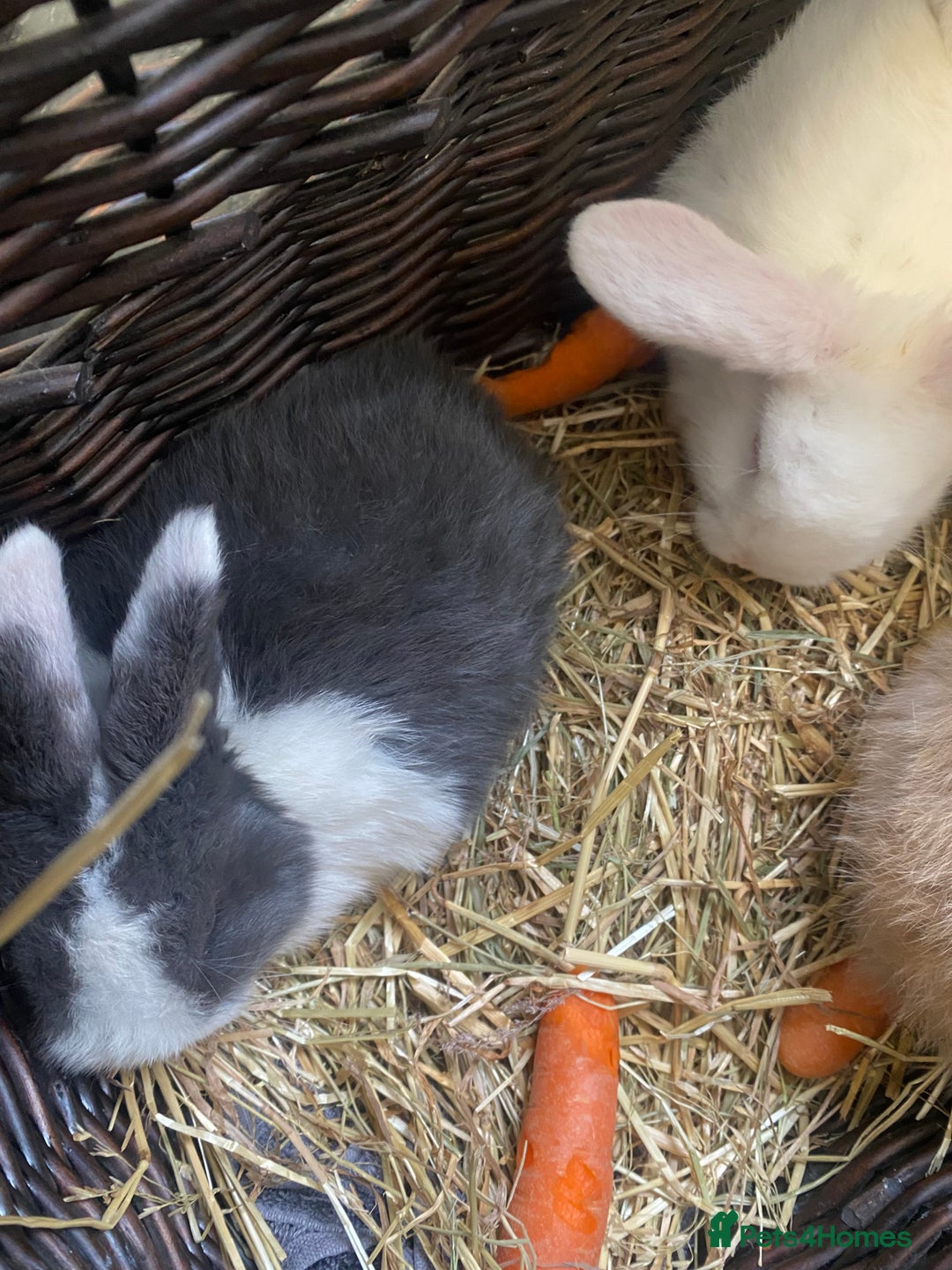 Mini Lop rabbits for sale: Baby rabbits (x4) - Advert 2
