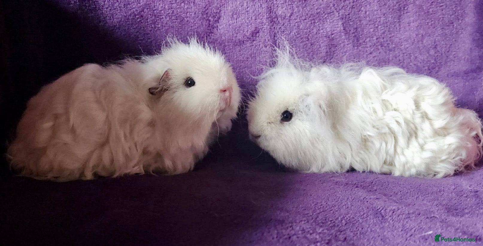 Guinea Pig rodents Bonded boar pedigree guinea pigs - Advert 5