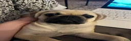 Pug dogs for sale: 3 year old pug  in Bacup - Advert 8