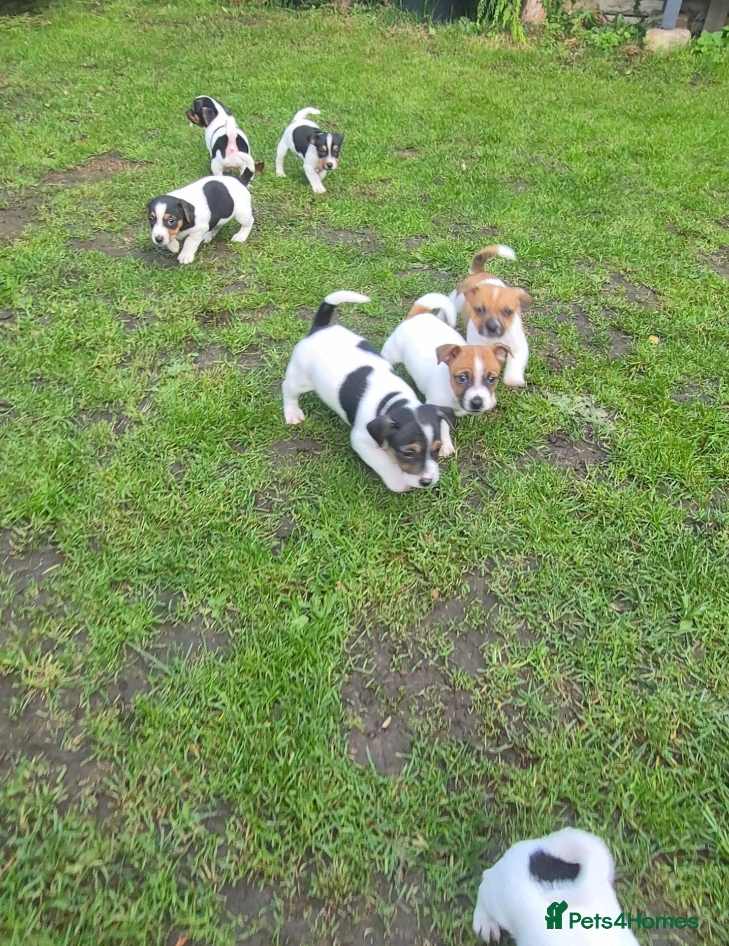 Jack Russell dogs for sale: Pure Jack russell puppies  - Advert 1