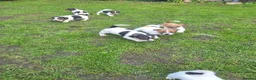Jack Russell dogs for sale: Pure Jack russell puppies  in York - Advert 1