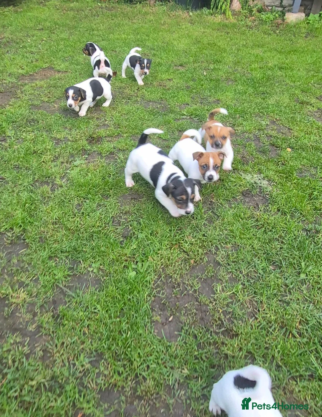Jack Russell dogs for sale: Pure Jack russell puppies  in York - Advert 1