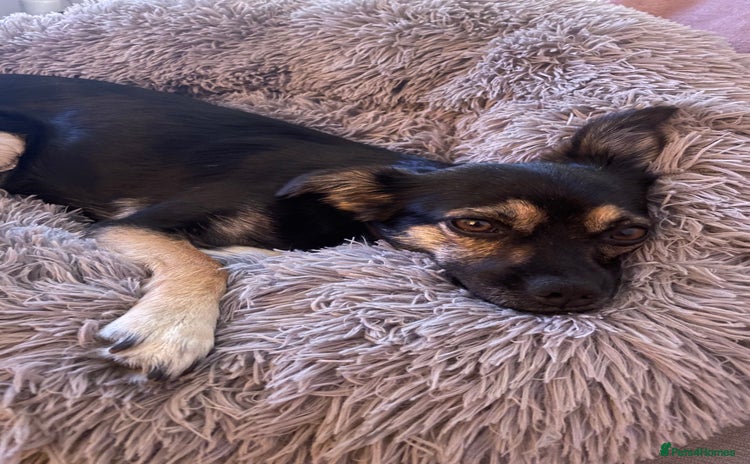 Mixed Breed dogs - Advert 15