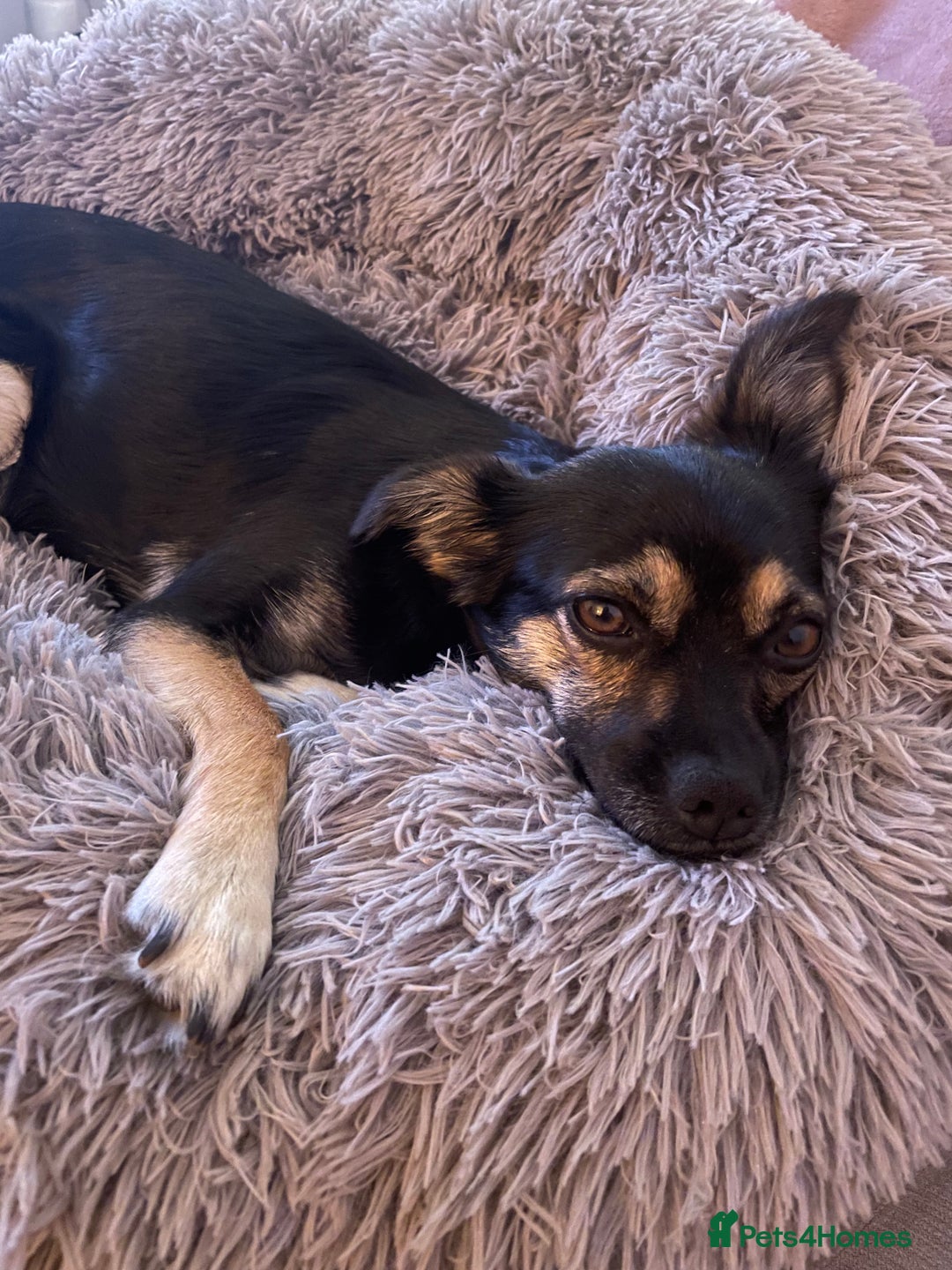 Mixed Breed dogs for sale: Penny the Crossbreed - Image 1