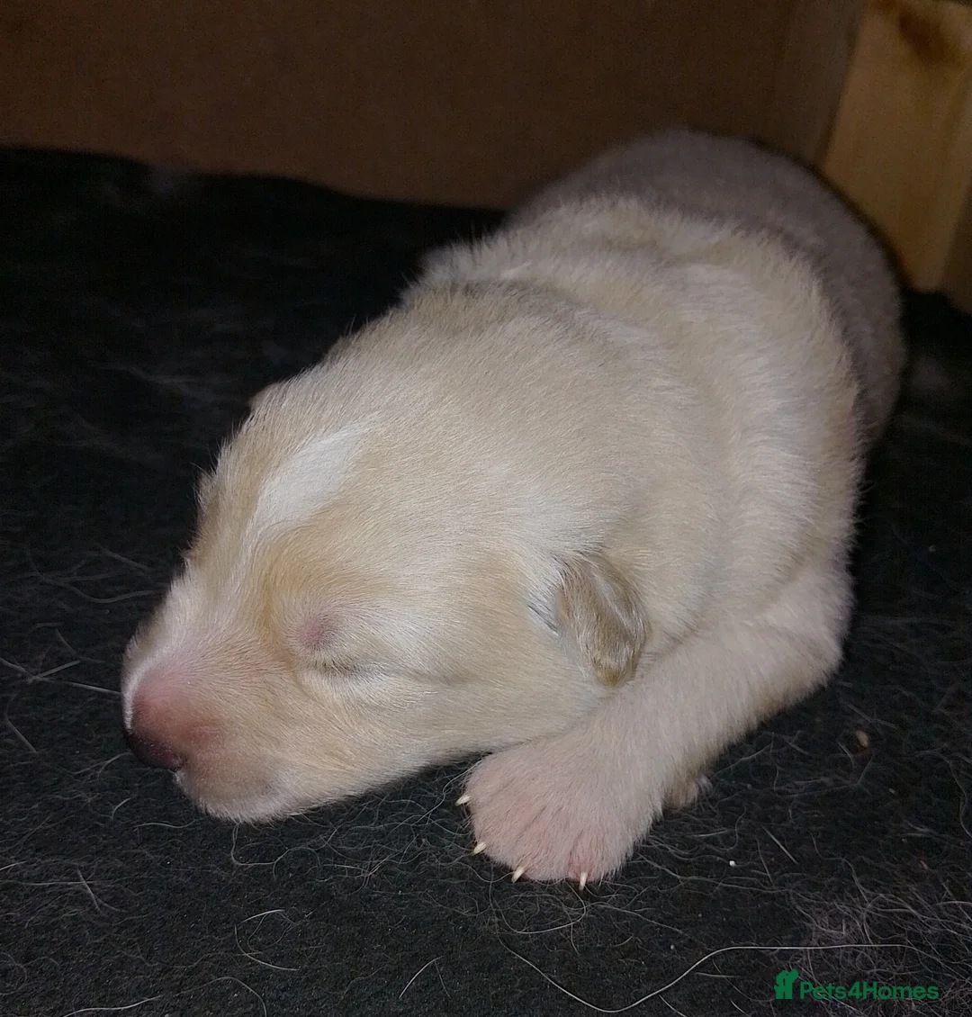 German Shepherd dogs for sale: White long coat straight back German Shepherd pups - Advert 6