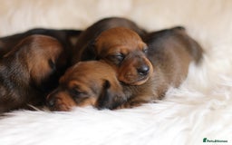 Miniature Dachshund dogs for sale: Champion Sired Show Quality Shaded Red Boys  - Image 8