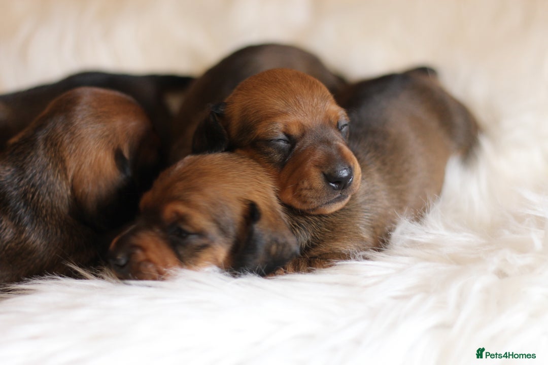 Miniature Dachshund dogs for sale: Champion Sired Show Quality Shaded Red Boys  - Image 8