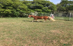 Welsh Section A horses for sale: 4 yr old welsh sec A filly - Image 8