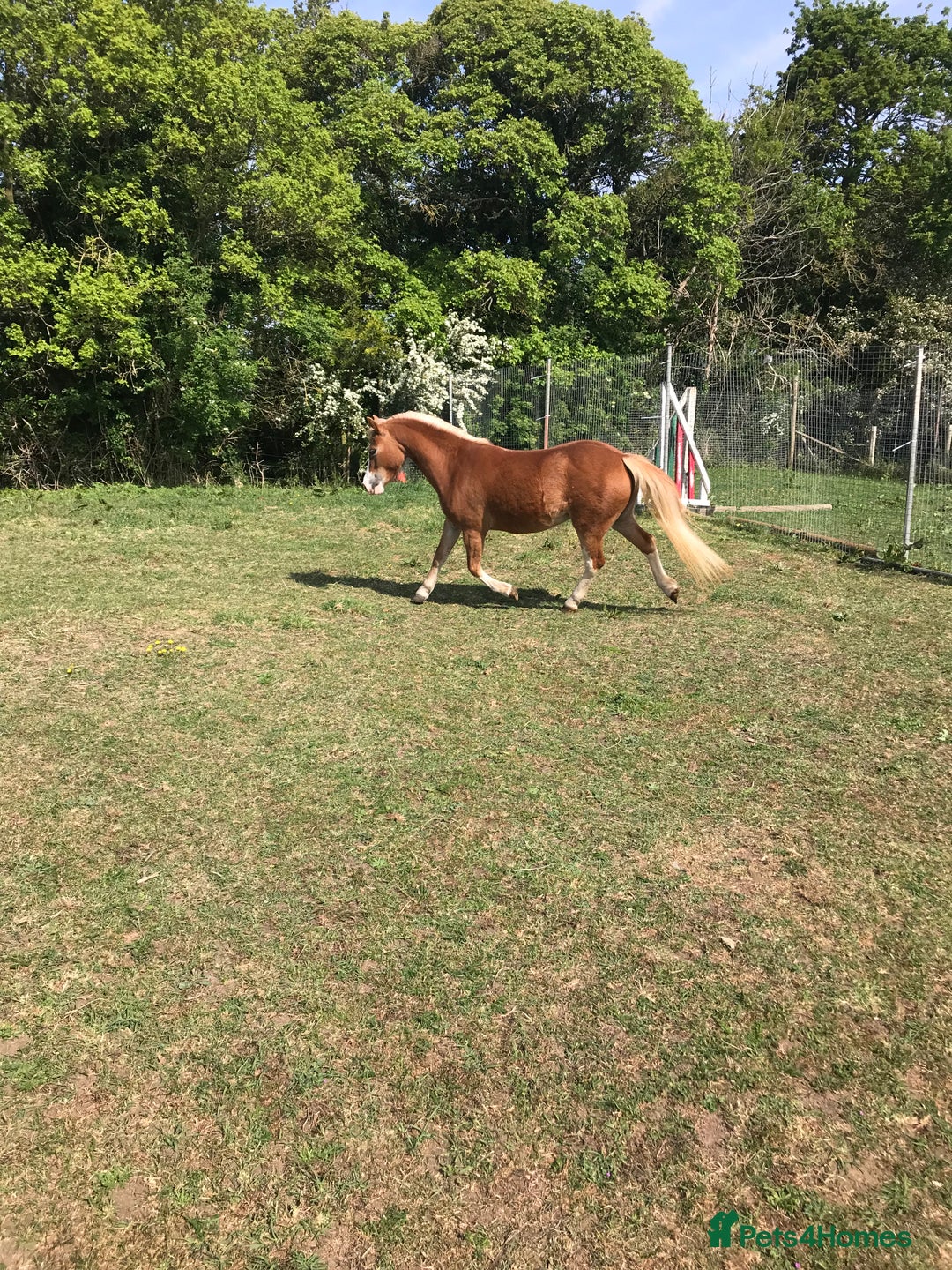 Welsh Section A horses for sale: 4 yr old welsh sec A filly - Image 8