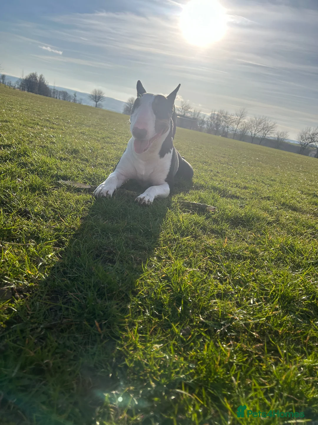 English Bull Terrier dogs for sale: KC registered English bull terrier pups for sale  in Bishop Auckland - Advert 14
