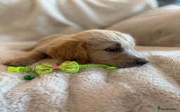 Golden Retriever dogs for sale: Golden retriever puppies ready to go  NOW 🐶🐾🦴  - Image 7