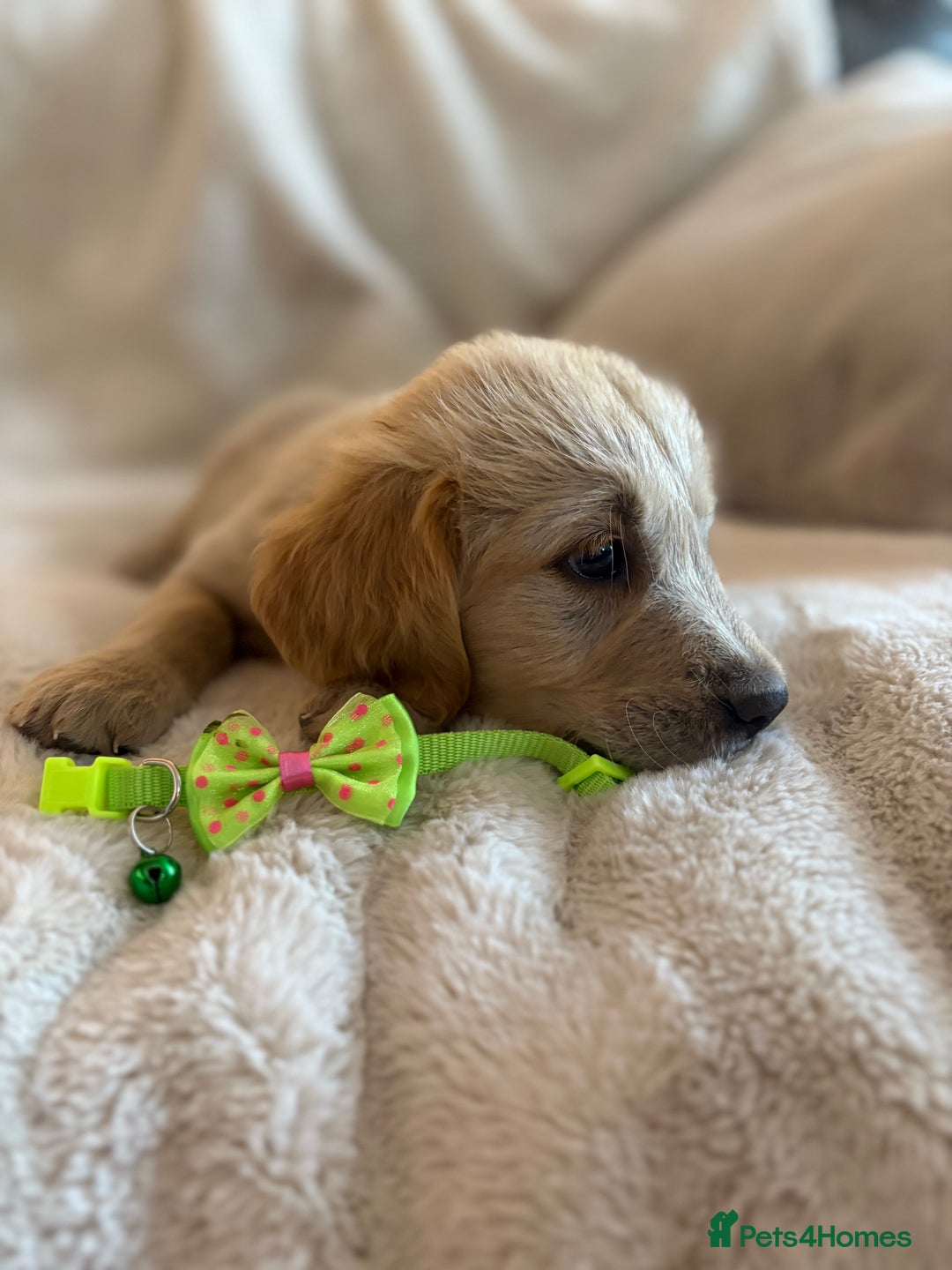 Golden Retriever dogs for sale: Golden retriever puppies ready to go  NOW 🐶🐾🦴  - Image 7