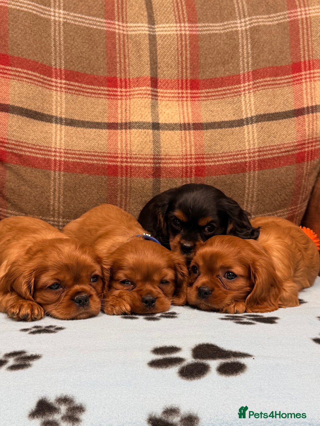 Cavalier King Charles Spaniel dogs for sale: 🐶 Beautiful Cavalier King Charles  Puppies 🐶 - Advert 13