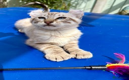 Keetso cats for sale: Super snow leopard girl  - Image 6