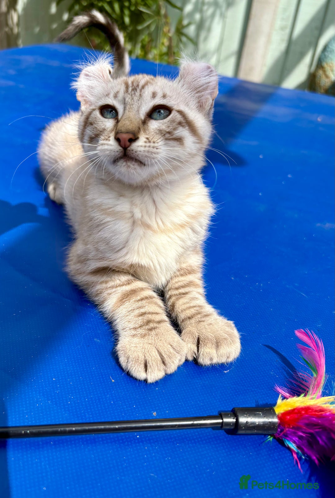 Keetso cats for sale: Super snow leopard girl  - Image 6