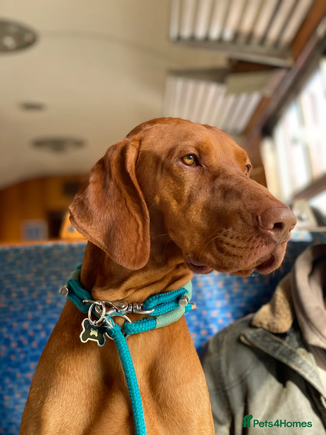 Hungarian Vizsla dogs for stud: Proven KC Registered Hungarian Vizsla in Reading - Advert 15