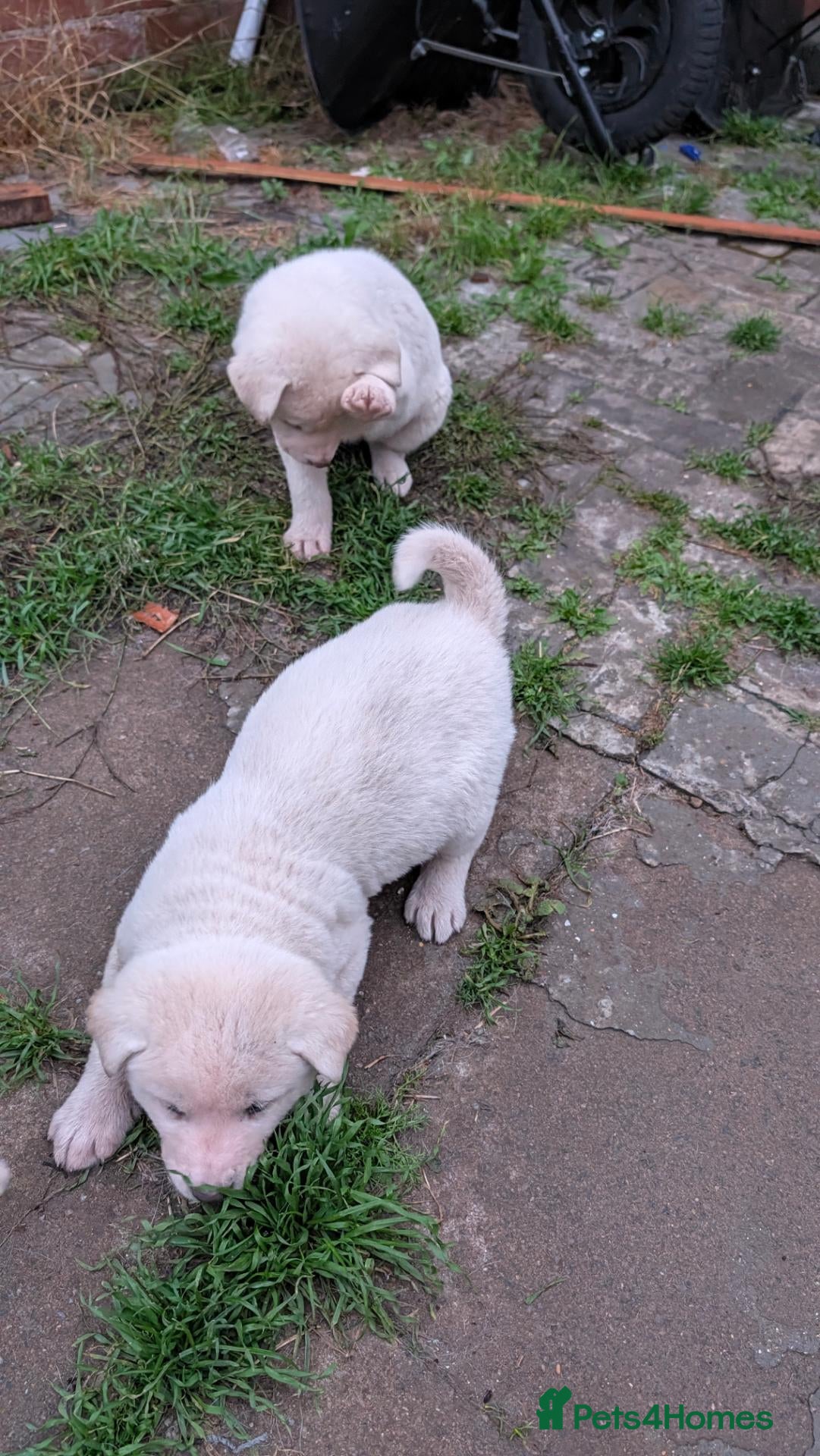 Akita dogs for sale: Stunning Pure White Akita Puppies  - Advert 17