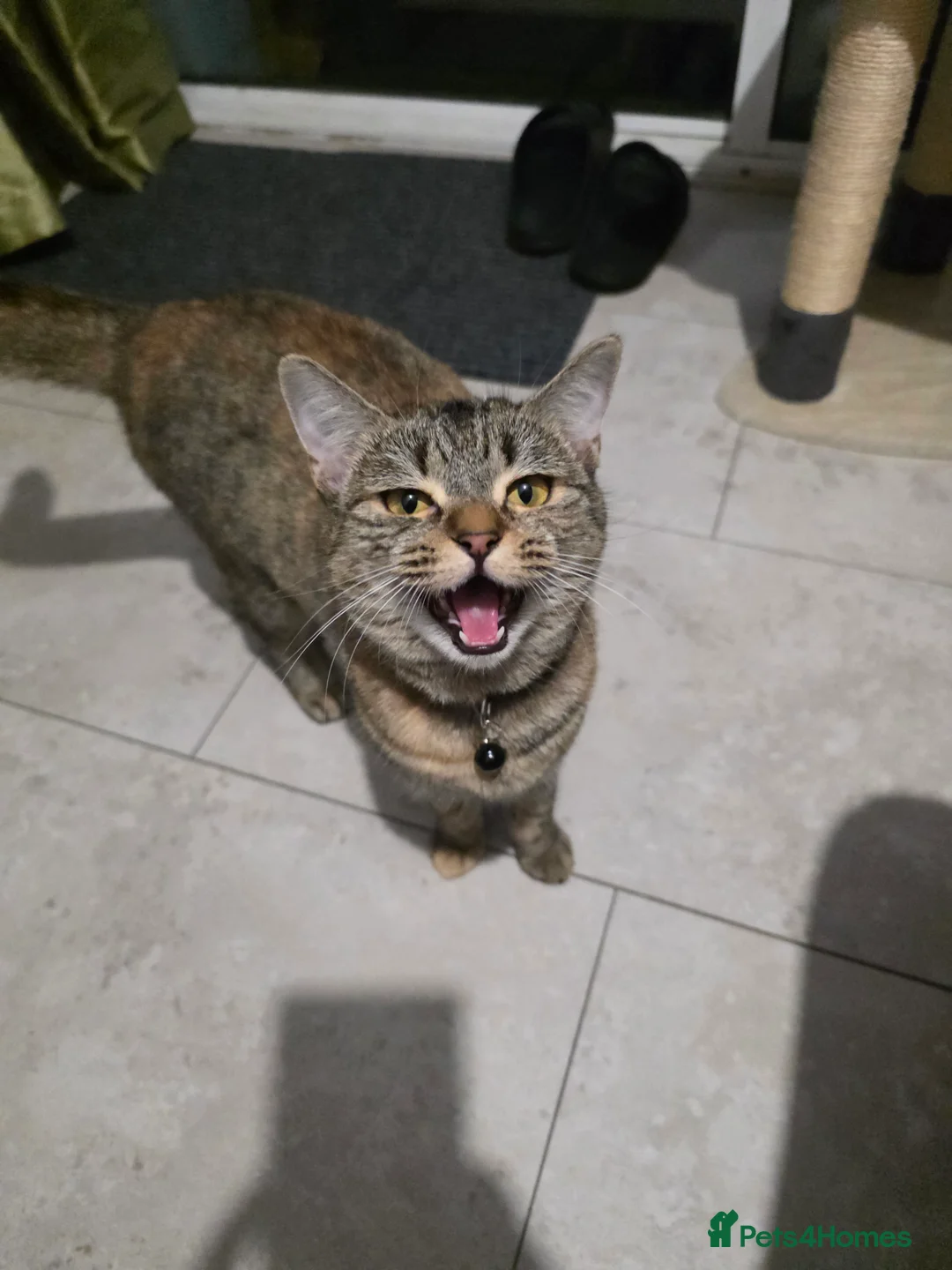 British Shorthair cats for sale: 9 month old female cat in Peterborough - Advert 3