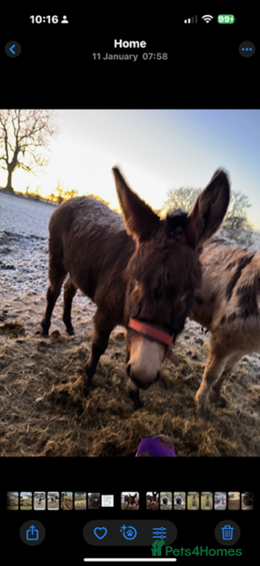 Donkey livestock for sale: donkeys  - Image 5