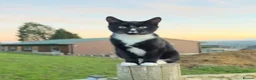 Mixed Breed cats for sale: Beautiful kittens  - Advert 3