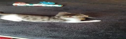 Mixed Breed cats for sale: 2boys & 2girls - Advert 13