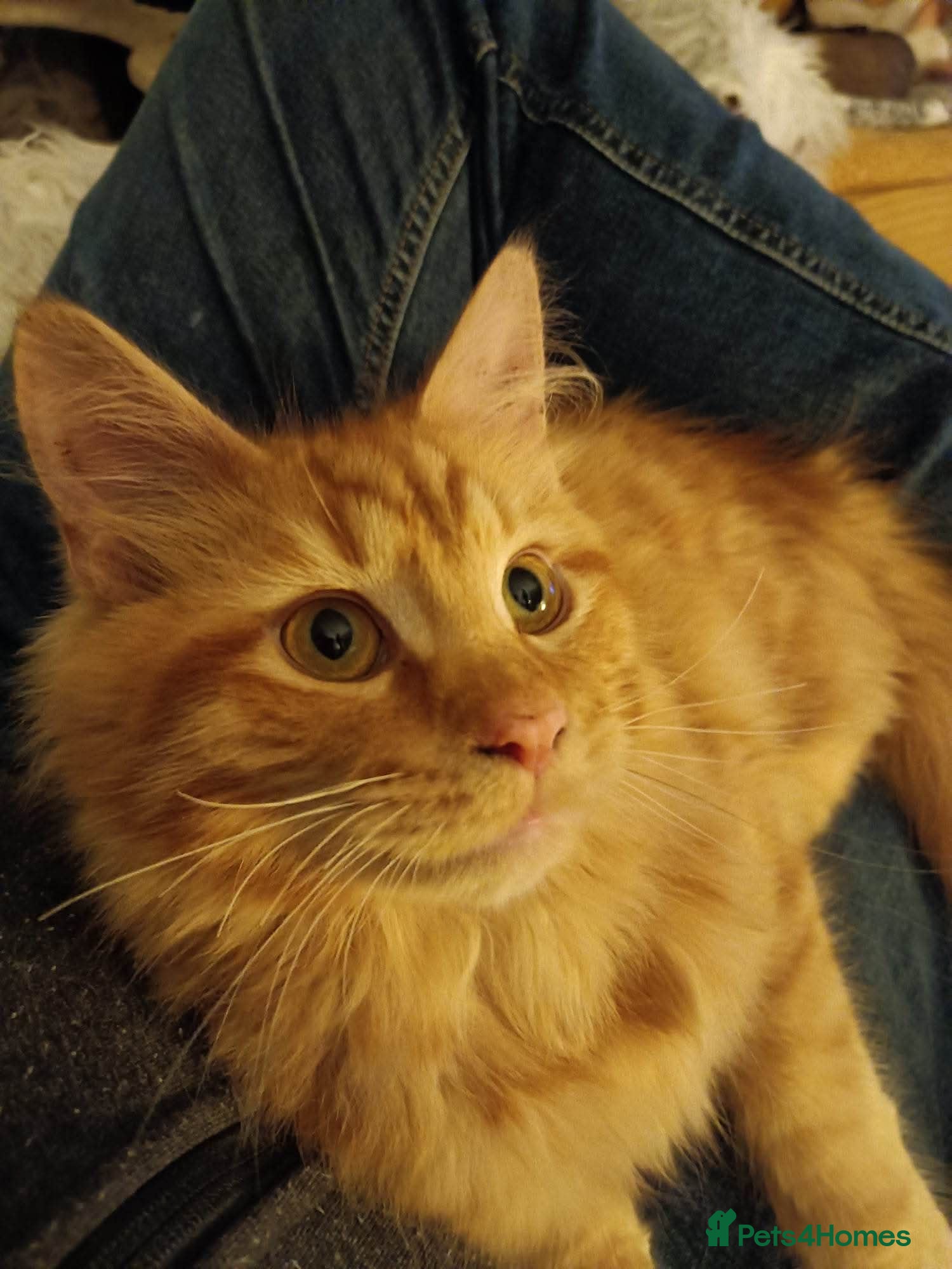 Maine Coon cats Lovely big ginger male, very loving  - Advert 3
