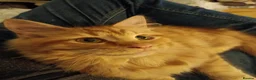 Maine Coon cats for sale: Lovely big ginger male, very loving  - Advert 1