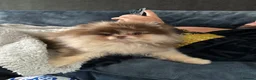 Pomeranian dogs for stud: STUD🧬🦴 - Advert 2