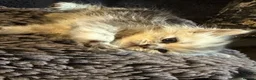 Persian cats for sale: I have 4 Persian cross Maine coon kittens - Advert 6