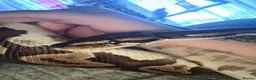 Python Snake reptiles for sale: 2 year old ball python  - Advert 3