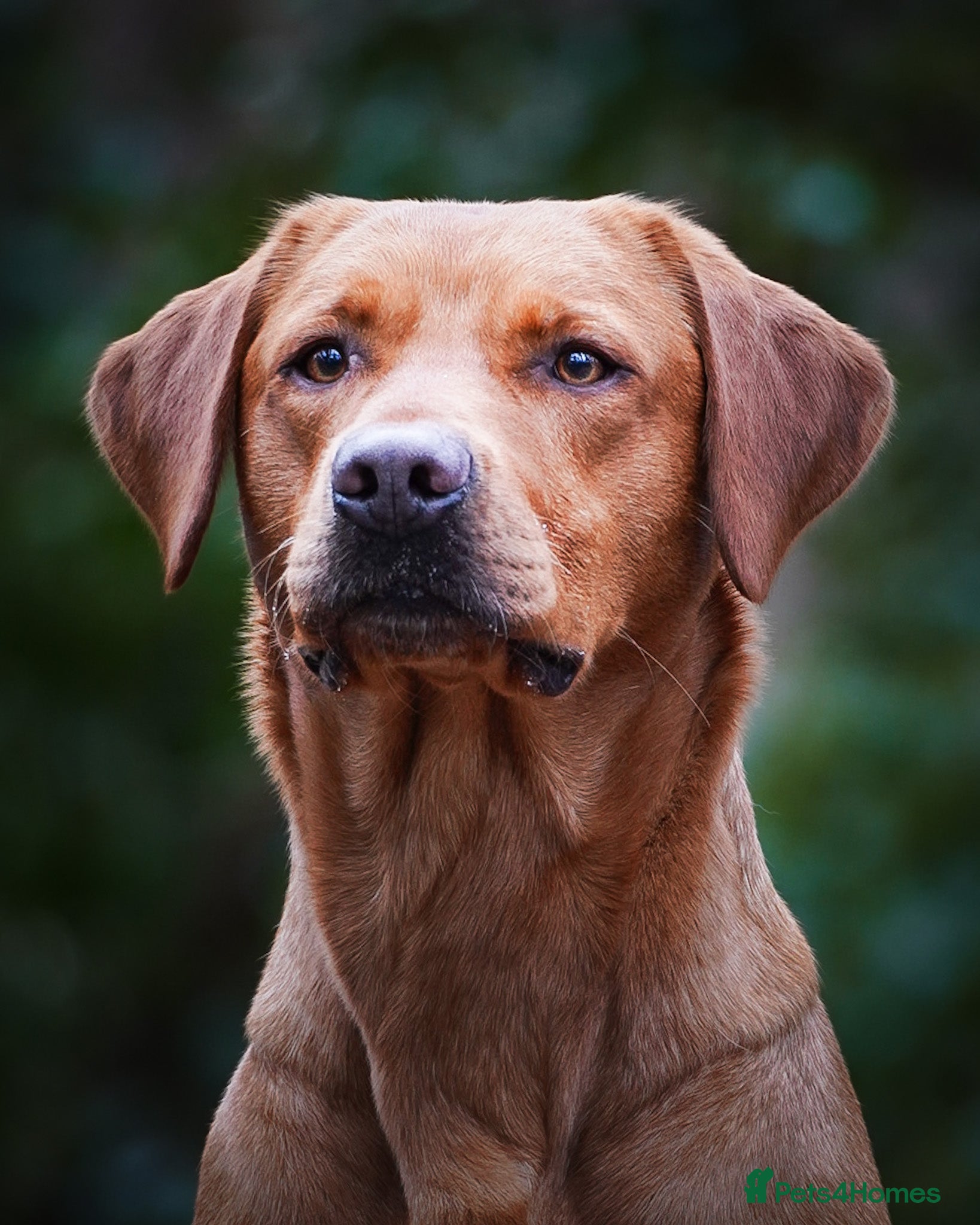 Labrador Retriever dogs BEAUTIFUL FOX RED LABRADOR AT STUD - Advert 3