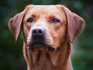 Labrador Retriever dogs BEAUTIFUL FOX RED LABRADOR AT STUD - Advert 3