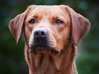 Labrador Retriever dogs BEAUTIFUL FOX RED LABRADOR AT STUD - Advert 24