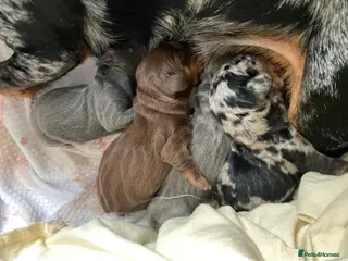 Miniature Dachshund dogs Miniature daschunds £800 each - Advert 3