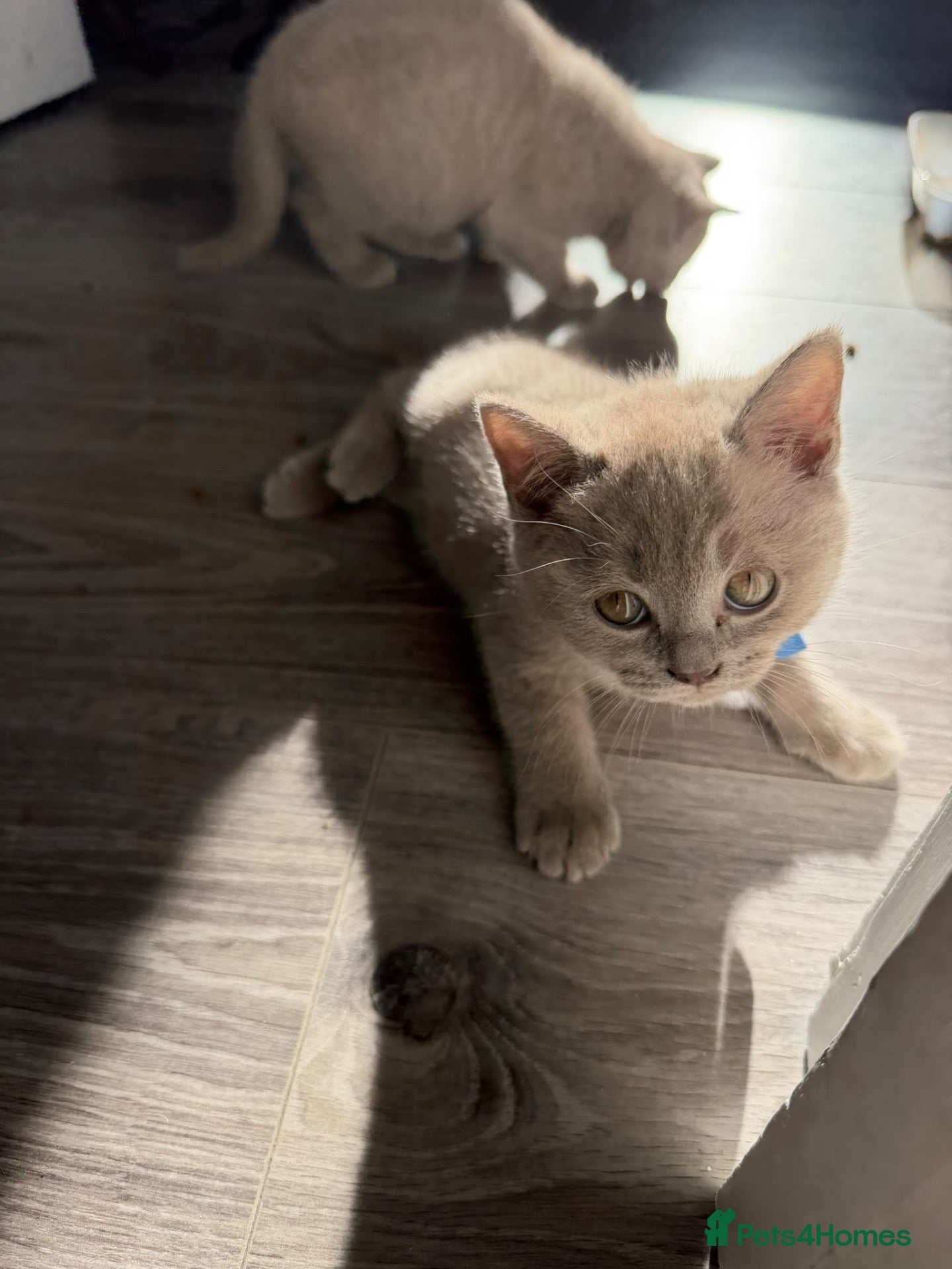 British Shorthair cats Male British Shorthair kittens - Advert 1