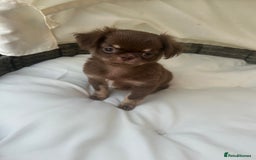 Chihuahua dogs for sale: Beautiful chocolate Chihuahua boys - Image 1