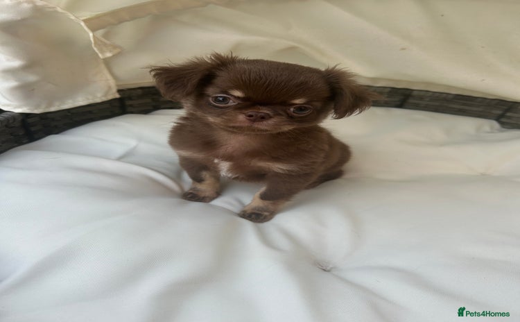 Chihuahua dogs - Advert 9