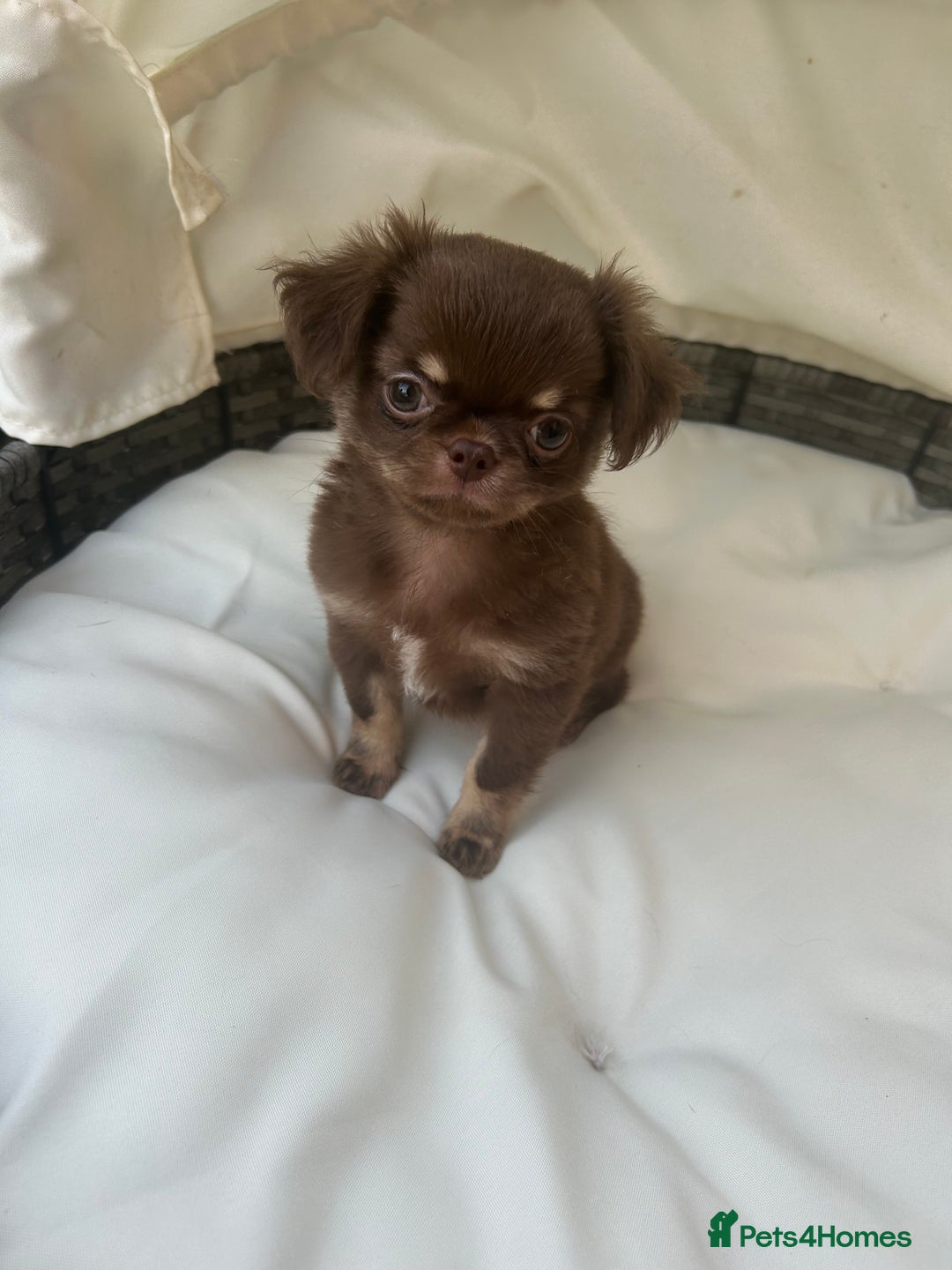 Chihuahua dogs for sale: Beautiful chocolate Chihuahua boys - Image 1