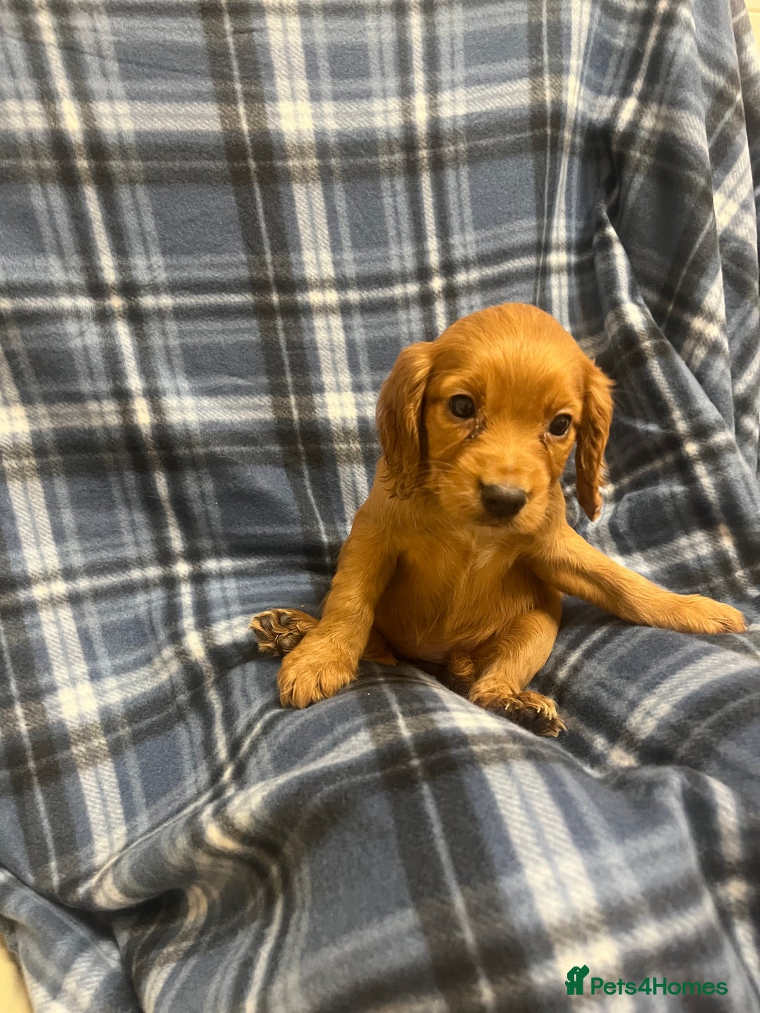 Cocker Spaniel dogs for sale: Stunning Cocker Spaniel Puppies - Advert 10