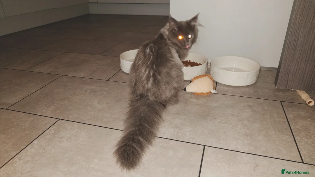 Maine Coon cats for sale: Beautiful solid grey & smoke Maine Coon sisters - Advert 4