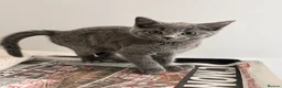 British Shorthair cats for sale: Beautiful Kittens - Advert 5