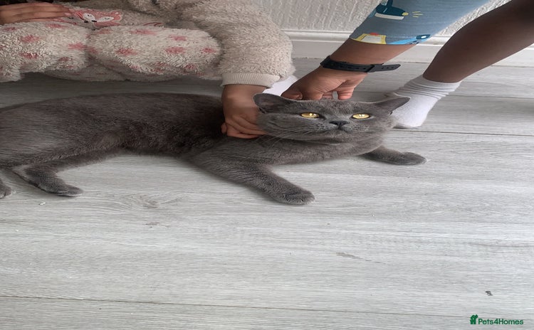 British Shorthair cats - Advert 1